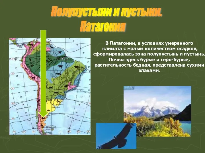 В Патагонии, в условиях умеренного климата с малым количеством осадков, сформировалась