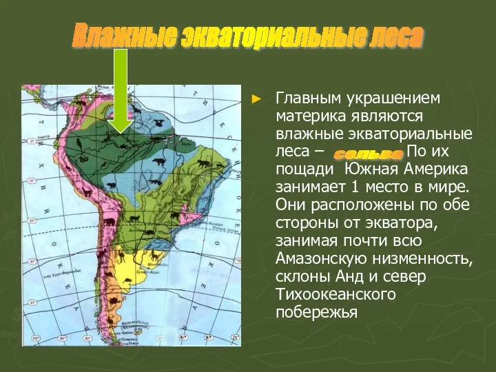 Главным украшением материка являются влажные экваториальные леса – По их пощади