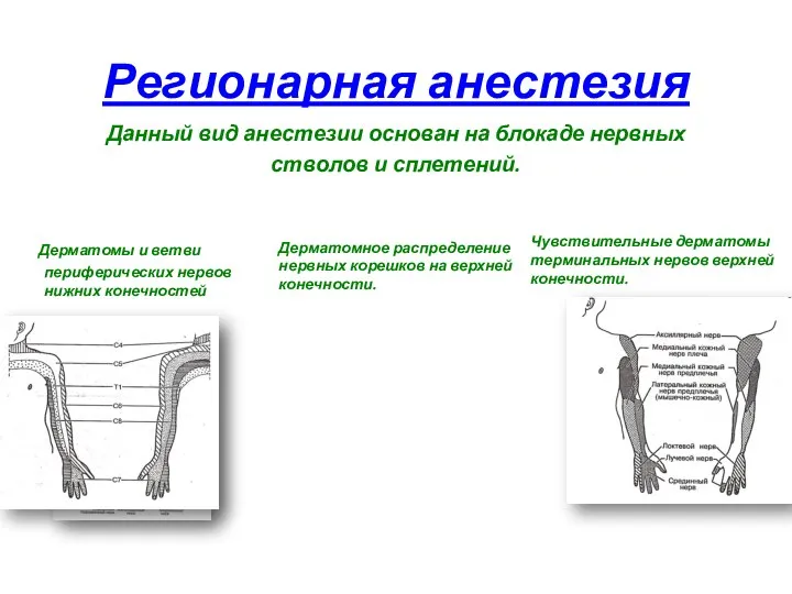 Регионарная анестезия Данный вид анестезии основан на блокаде нервных стволов и