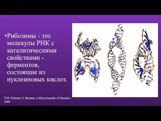 Рибозимы - это молекулы РНК с каталитическими свойствами - ферментов, состоящие