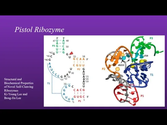 Pistol Ribozyme Structural and Biochemical Properties of Novel Self-Cleaving Ribozymes Ki-Young Lee and Bong-Jin Lee