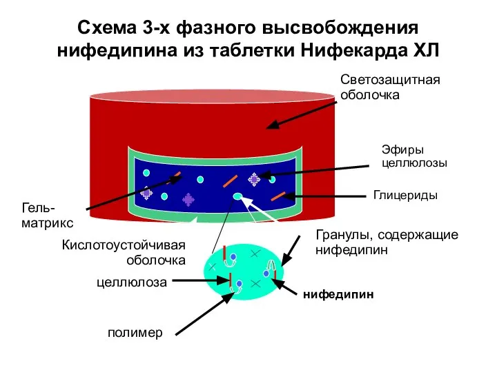 Схема 3-х фазного высвобождения нифедипина из таблетки Нифекарда ХЛ