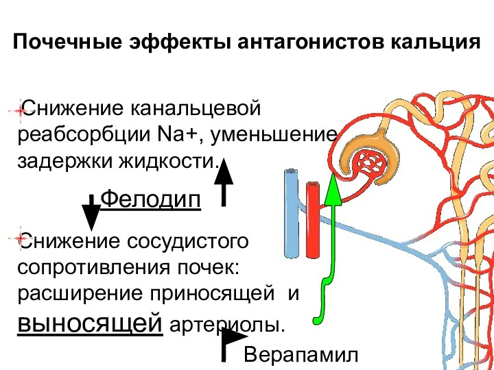 Почечные эффекты антагонистов кальция Снижение канальцевой реабсорбции Na+, уменьшение задержки жидкости.