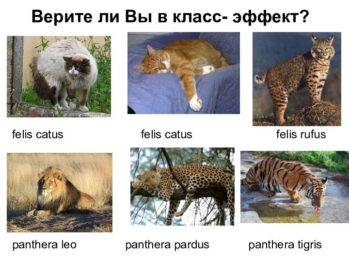 Верите ли Вы в класс- эффект? felis catus felis catus felis