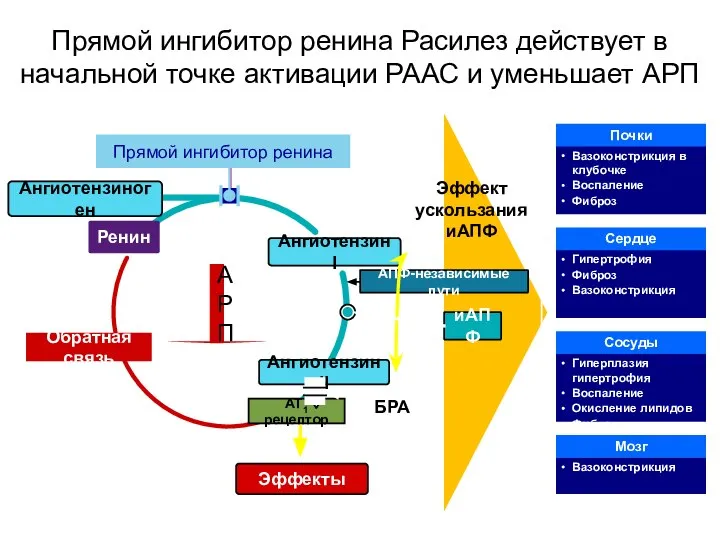 Прямой ингибитор ренина Расилез действует в начальной точке активации РААС и