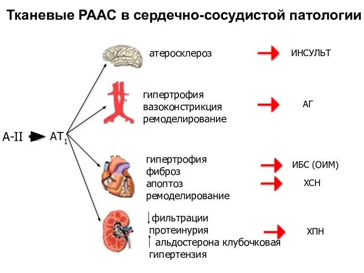 А-II АТ1 атеросклероз гипертрофия вазоконстрикция ремоделирование гипертрофия фиброз апоптоз ремоделирование фильтрации