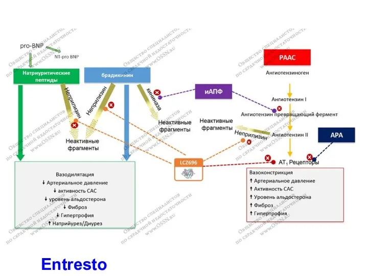 PARADIGM-HF Entresto LCZ : валсартан и ингибитор неприлизина (Entresto)