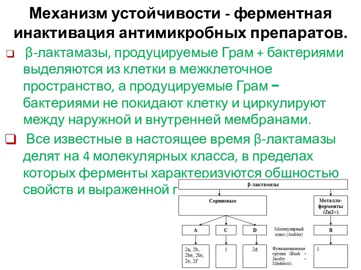 β-лактамазы, продуцируемые Грам + бактериями выделяются из клетки в межклеточное пространство,