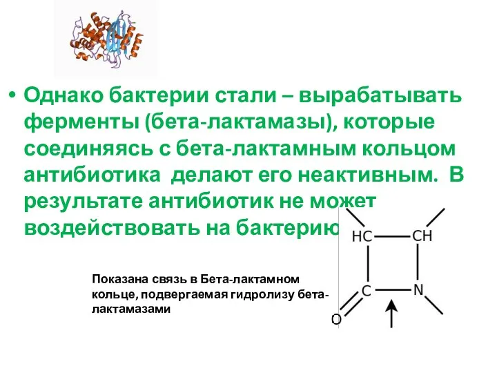 Однако бактерии стали – вырабатывать ферменты (бета-лактамазы), которые соединяясь с бета-лактамным