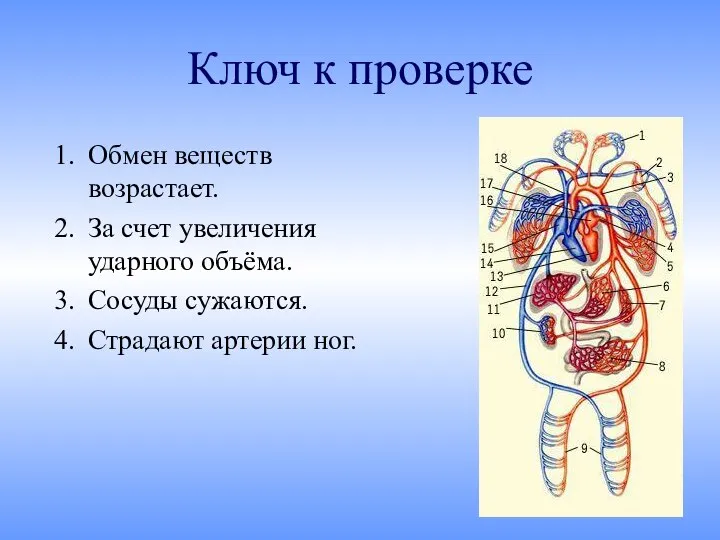 Ключ к проверке Обмен веществ возрастает. За счет увеличения ударного объёма. Сосуды сужаются. Страдают артерии ног.