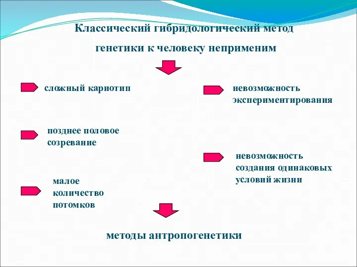 Классический гибридологический метод генетики к человеку неприменим сложный кариотип позднее половое