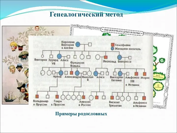 Генеалогический метод Примеры родословных