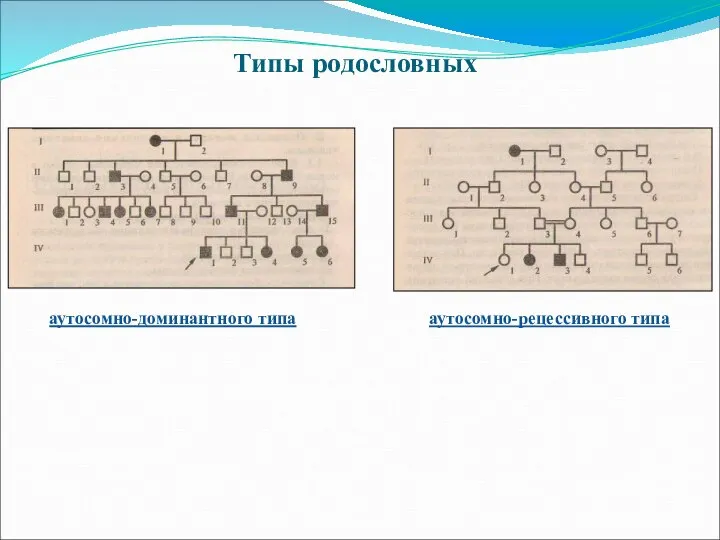 Типы родословных аутосомно-доминантного типа аутосомно-рецессивного типа