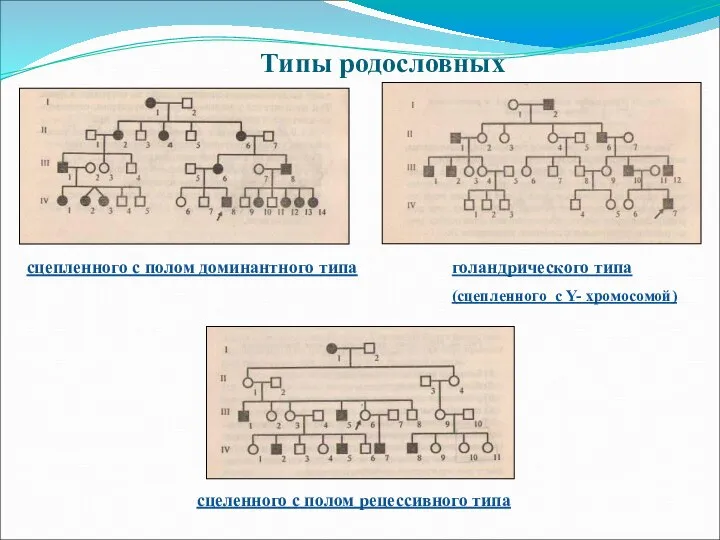 Типы родословных сцепленного с полом доминантного типа голандрического типа (сцепленного с