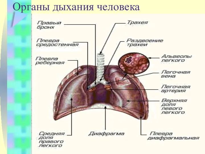 Органы дыхания человека