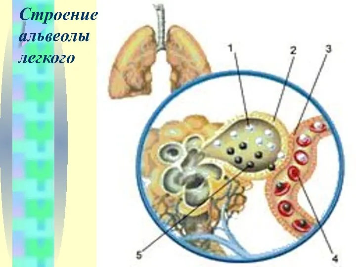 Строение альвеолы легкого