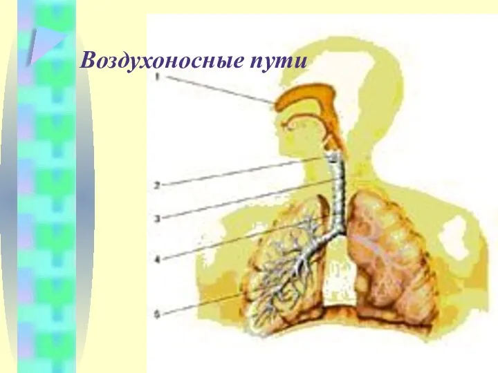 Воздухоносные пути