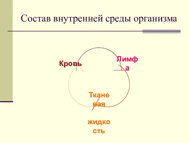 Состав внутренней среды организма