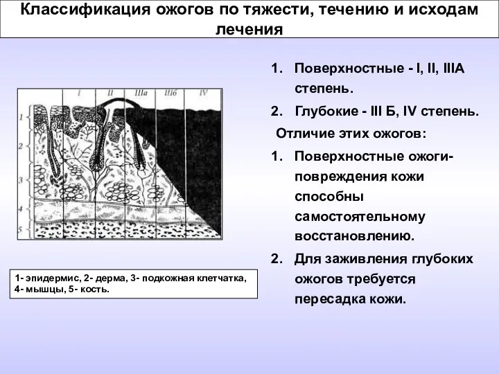 Классификация ожогов по тяжести, течению и исходам лечения Поверхностные - I,