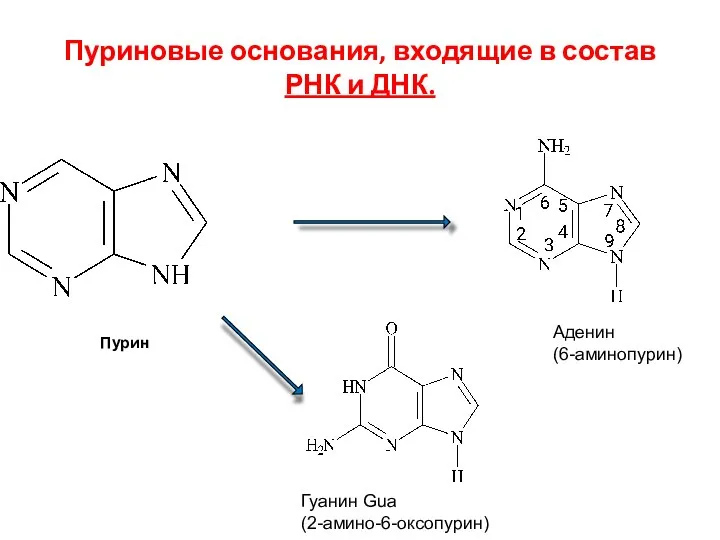 Пуриновые основания, входящие в состав РНК и ДНК. Аденин (6-аминопурин) Гуанин Gua (2-амино-6-оксопурин) Пурин