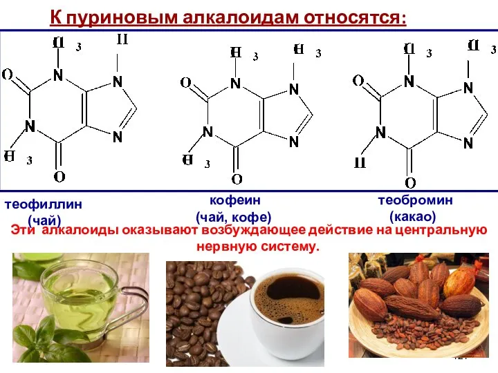 К пуриновым алкалоидам относятся: Эти алкалоиды оказывают возбуждающее действие на центральную