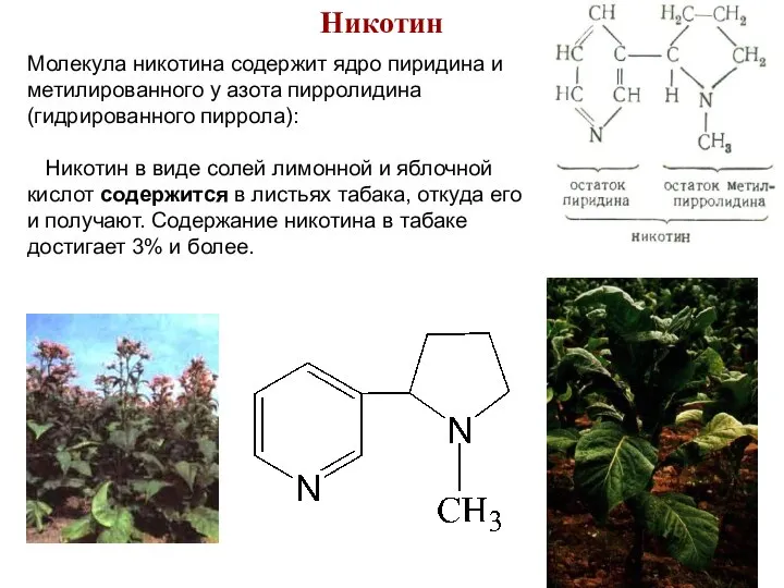 Никотин Молекула никотина содержит ядро пиридина и метилированного у азота пирролидина