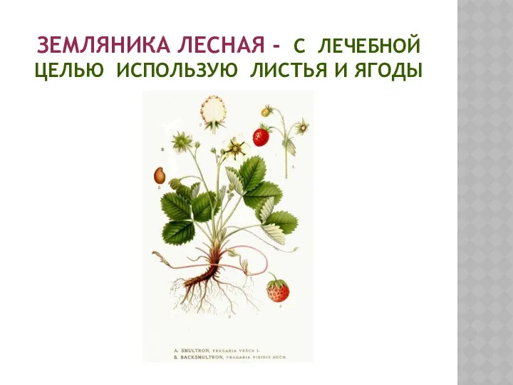 ЗЕМЛЯНИКА ЛЕСНАЯ - С ЛЕЧЕБНОЙ ЦЕЛЬЮ ИСПОЛЬЗУЮ ЛИСТЬЯ И ЯГОДЫ