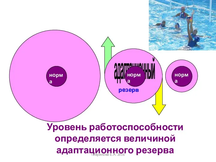 резерв норма Уровень работоспособности определяется величиной адаптационного резерва адаптационный норма норма Гаврилова Е.А. 2016