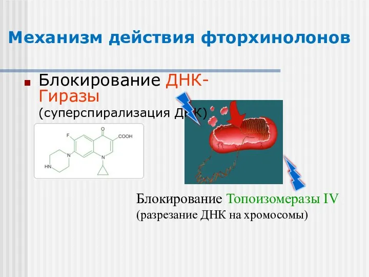 Механизм действия фторхинолонов Блокирование ДНК-Гиразы (суперспирализация ДНК) Блокирование Топоизомеразы IV (разрезание ДНК на хромосомы)