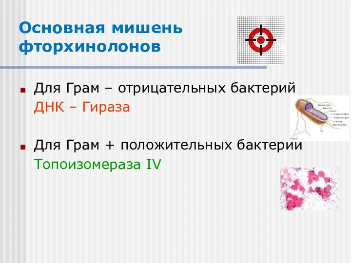 Основная мишень фторхинолонов Для Грам – отрицательных бактерий ДНК – Гираза