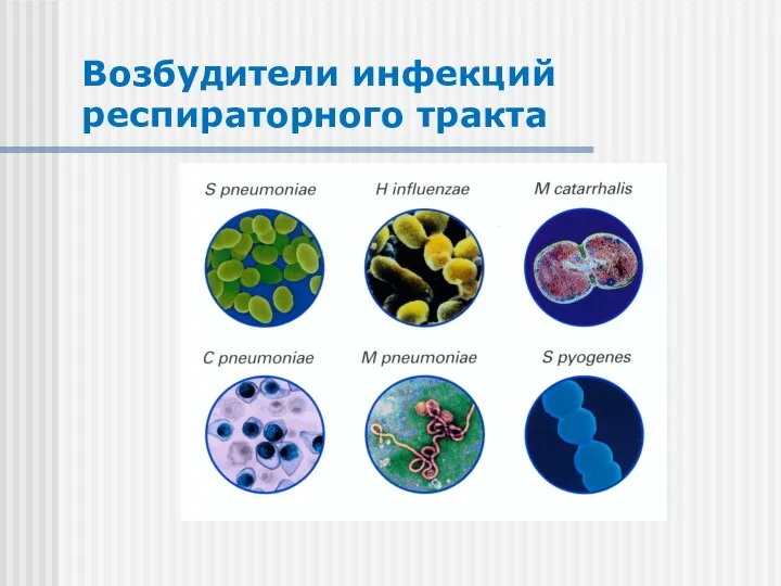 Возбудители инфекций респираторного тракта