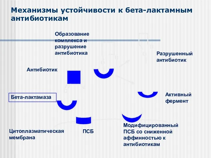 Механизмы устойчивости к бета-лактамным антибиотикам Цитоплазматическая мембрана ПСБ Бета-лактамаза O Антибиотик