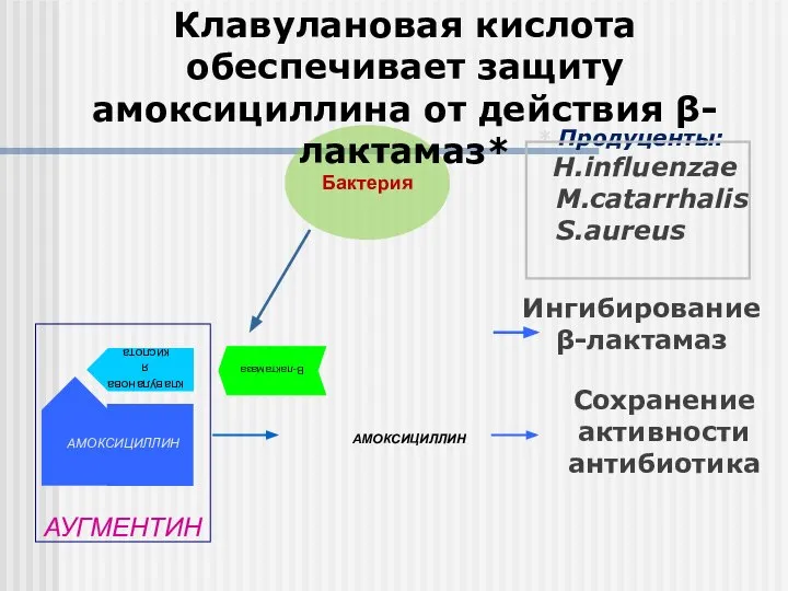 Бактерия В-лактамаза АМОКСИЦИЛЛИН Сохранение активности антибиотика клавулановая кислота АУГМЕНТИН Клавулановая кислота