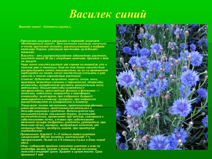 Василек синий Василёк синий - Centaurea cyanus L. Латинское название васильков