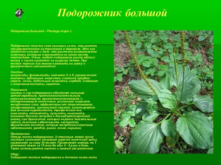 Подорожник большой Подорожник большой - Plantago major L. Подорожник получил своё