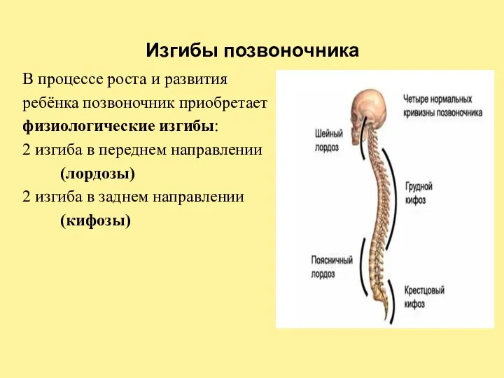 Изгибы позвоночника В процессе роста и развития ребёнка позвоночник приобретает физиологические