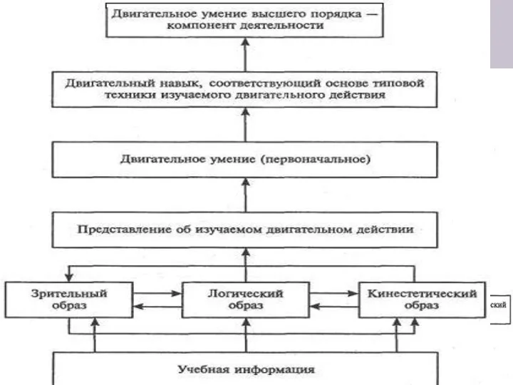 Двигательный навык это степень владения двигательным действием, при которой управление движениями происходит автоматизировано.