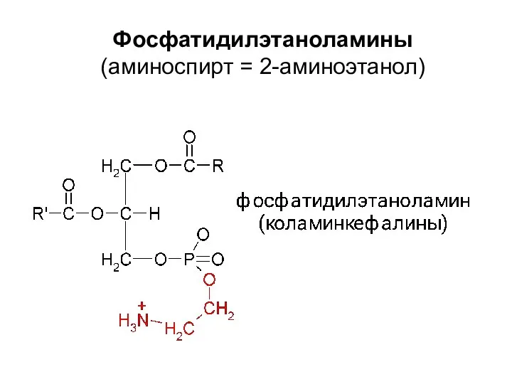 Фосфатидилэтаноламины (аминоспирт = 2-аминоэтанол)