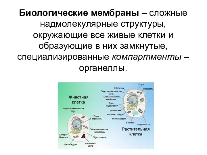 Биологические мембраны – сложные надмолекулярные структуры, окружающие все живые клетки и