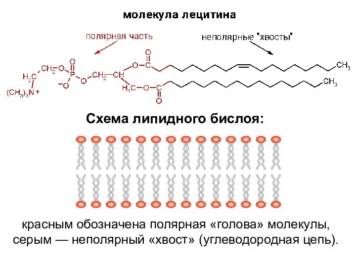 красным обозначена полярная «голова» молекулы, серым — неполярный «хвост» (углеводородная цепь). Схема липидного бислоя: