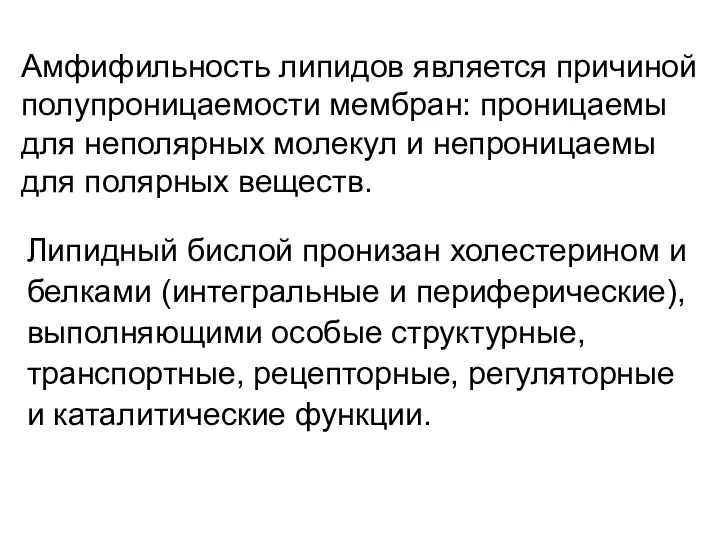 Липидный бислой пронизан холестерином и белками (интегральные и периферические), выполняющими особые