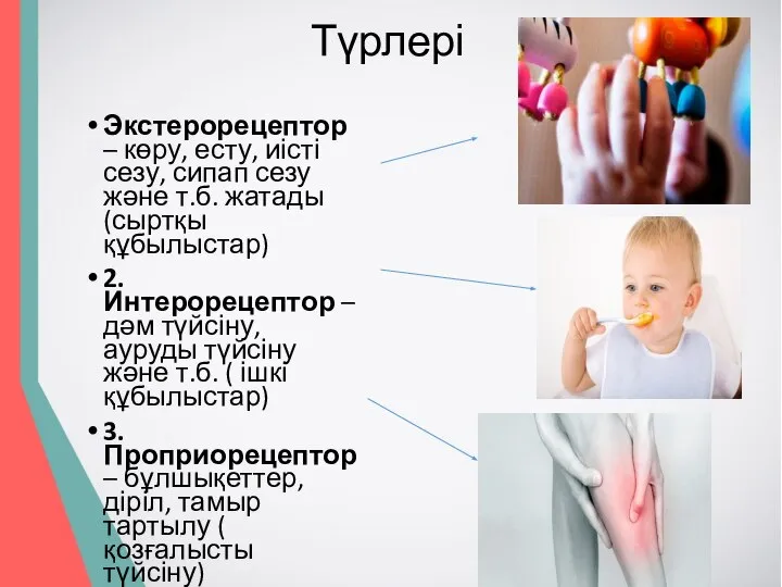 Түрлері Экстерорецептор – көру, есту, иісті сезу, сипап сезу және т.б.