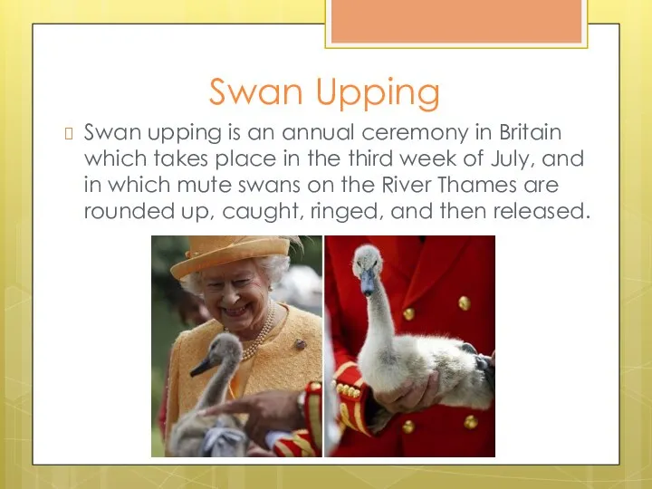 Swan Upping Swan upping is an annual ceremony in Britain which