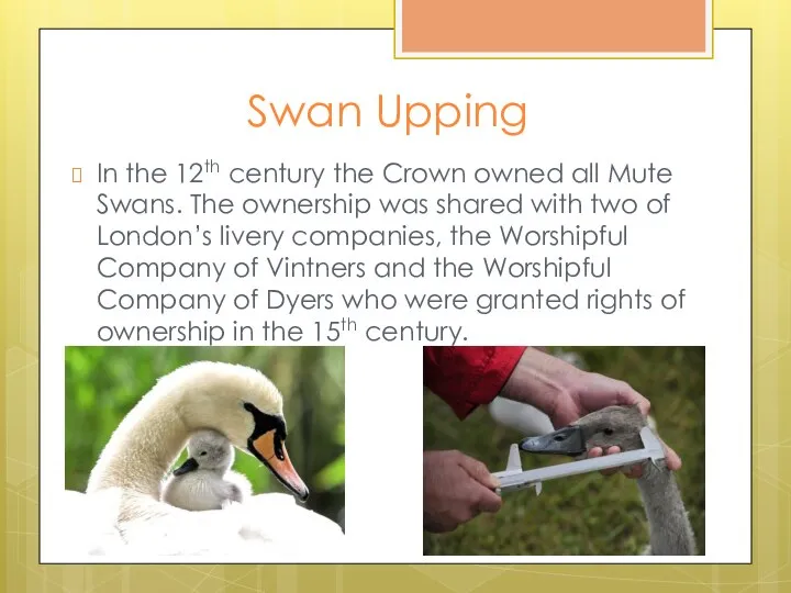 Swan Upping In the 12th century the Crown owned all Mute