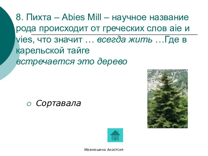 Иванюшина Анастсия 8. Пихта – Abies Mill – научное название рода