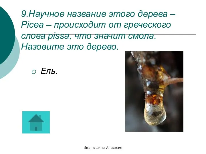 Иванюшина Анастсия 9.Научное название этого дерева – Picea – происходит от