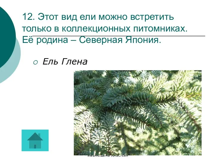 Иванюшина Анастсия 12. Этот вид ели можно встретить только в коллекционных