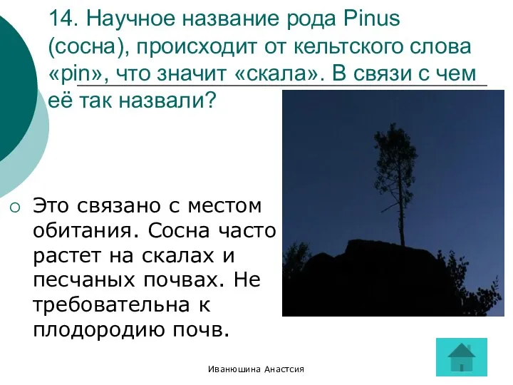 Иванюшина Анастсия 14. Научное название рода Pinus (сосна), происходит от кельтского