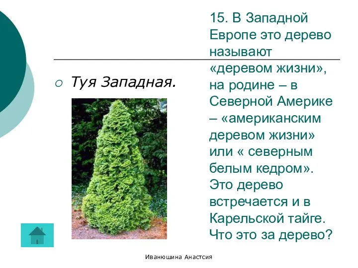 Иванюшина Анастсия 15. В Западной Европе это дерево называют «деревом жизни»,