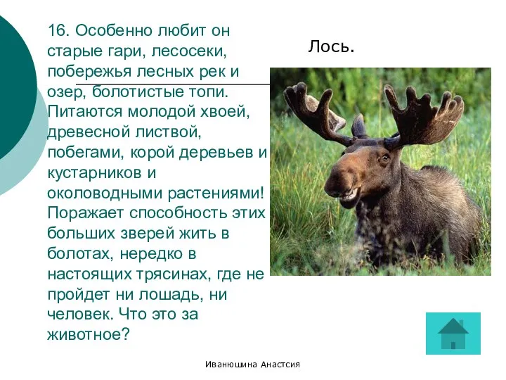 Иванюшина Анастсия 16. Особенно любит он старые гари, лесосеки, побережья лесных